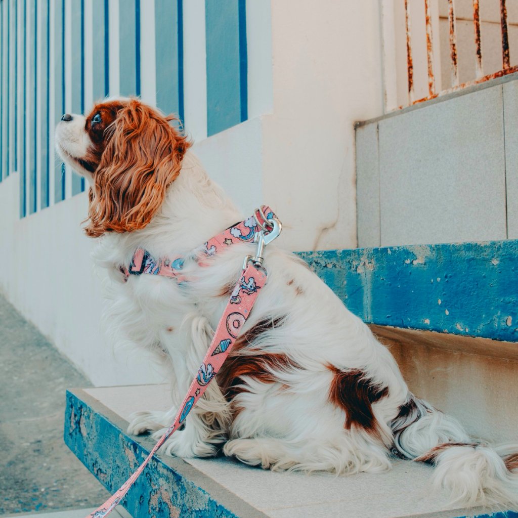 Dog Unicorn harness,  quality nylon webbing our patterns are printed into the nylon, making our Collars as resistant as colorful. 