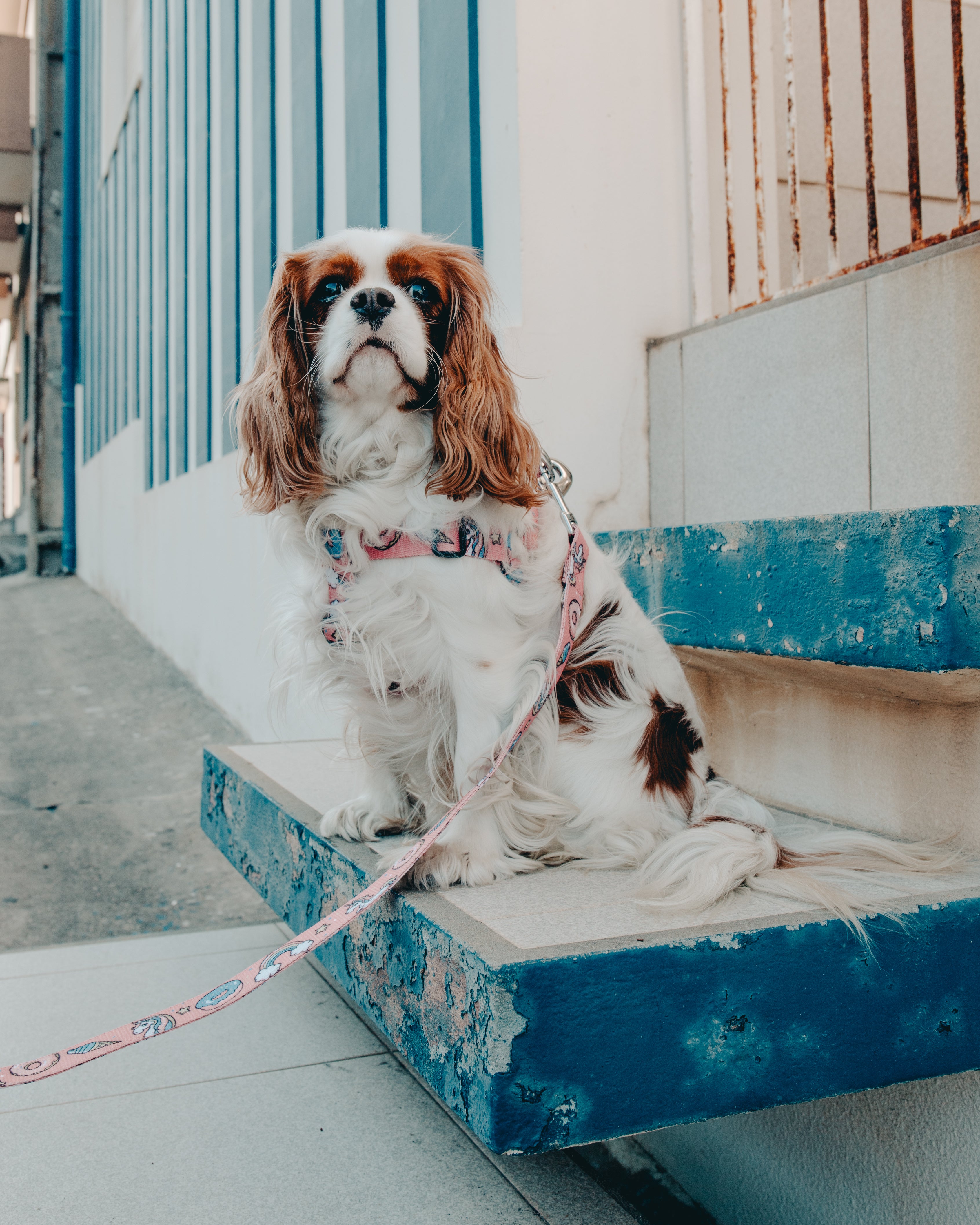 Dog Unicorn harness,  quality nylon webbing our patterns are printed into the nylon, making our Collars as resistant as colorful. 