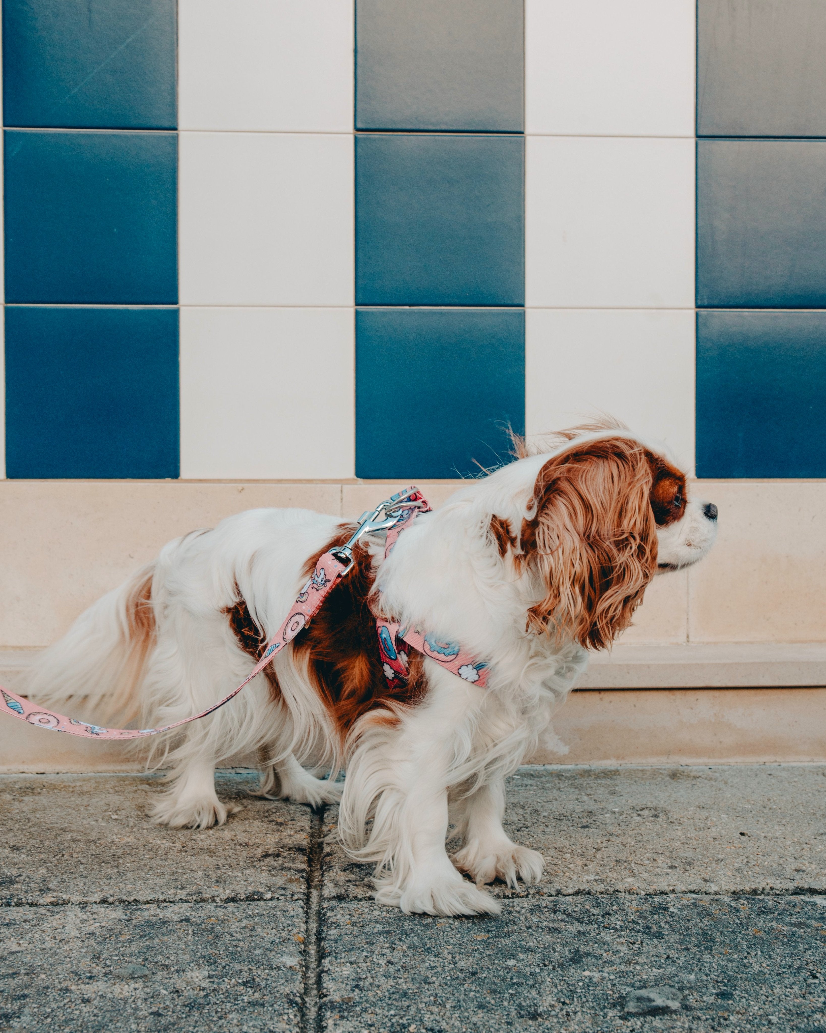 Dog Unicorn harness,  quality nylon webbing our patterns are printed into the nylon, making our Collars as resistant as colorful. 