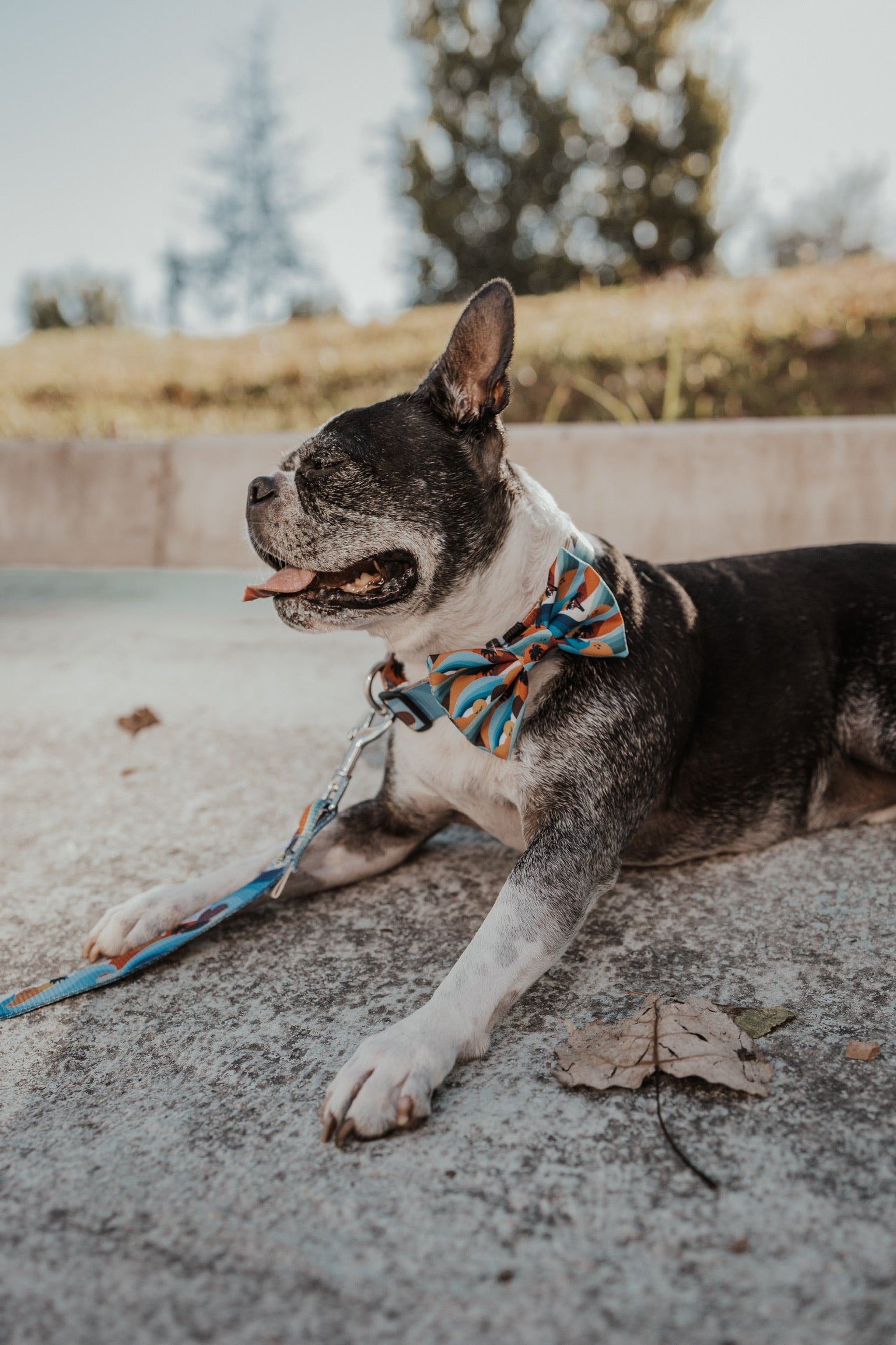 Honolulu Bow Tie