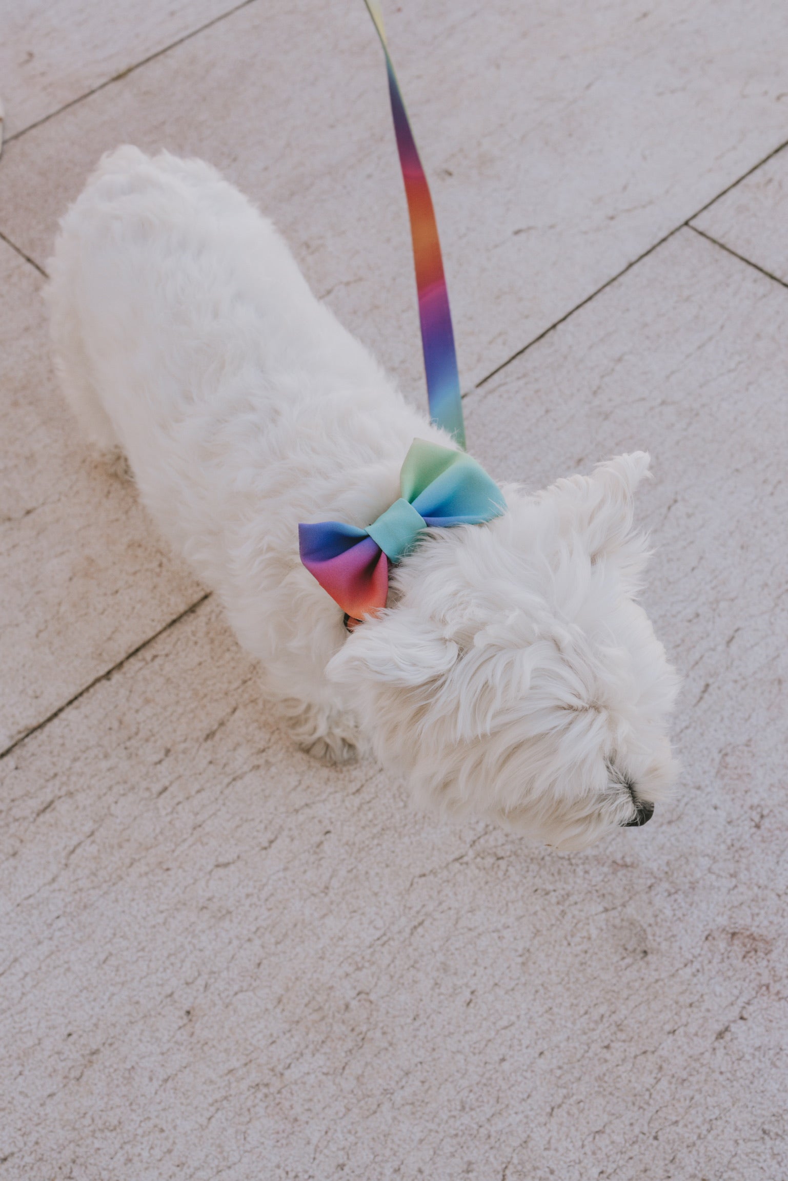 Woodstock Bow Tie