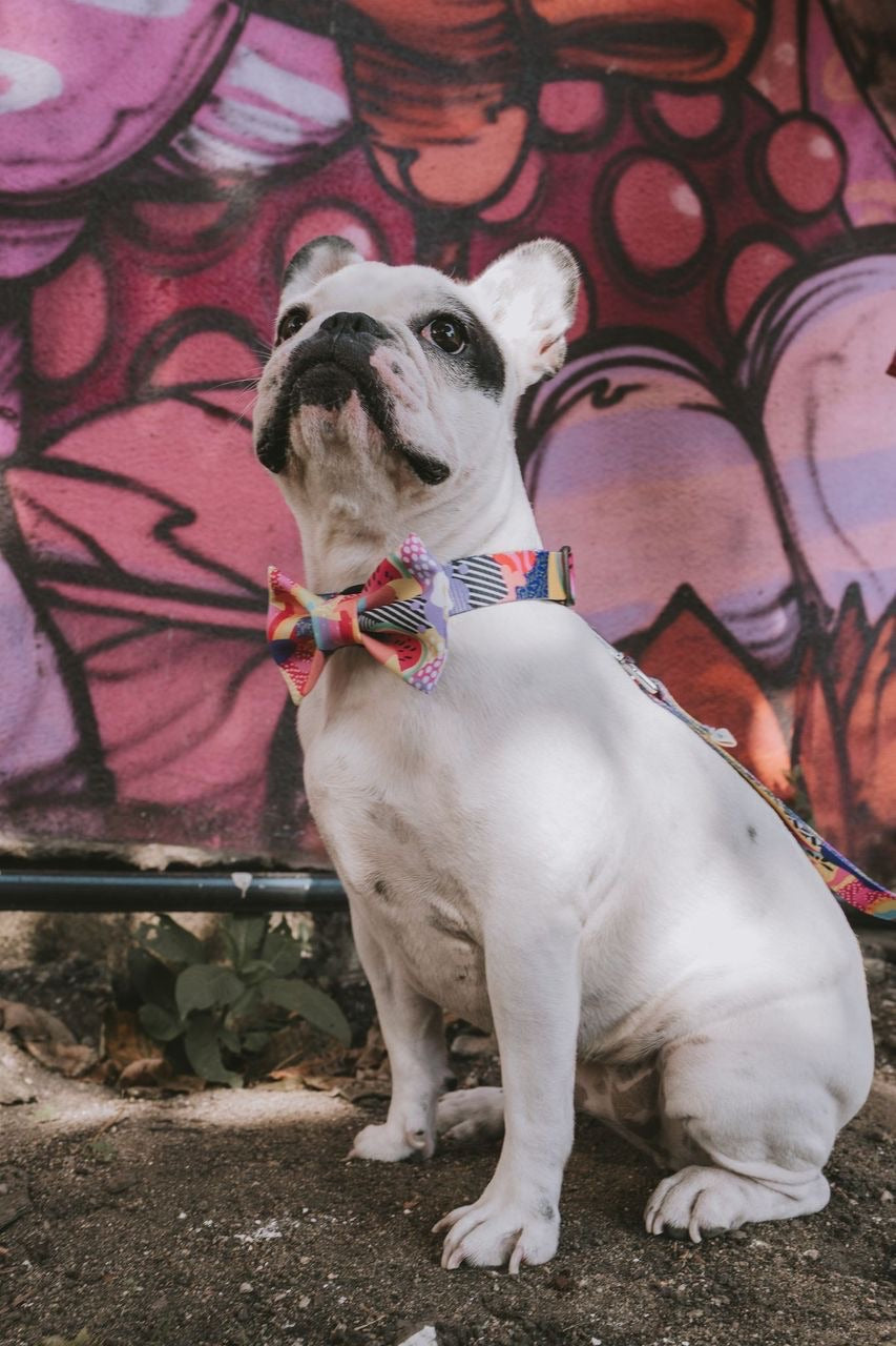 Miami Bow Tie